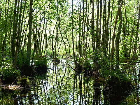 Der Erlenbruch in Zerwelin in der Uckermark © Albert Wotke