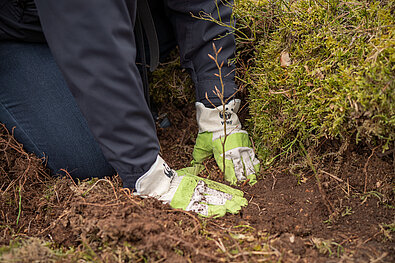 Hands that plant a tree © Albert Wotke