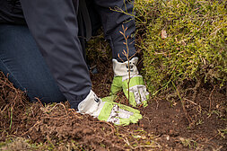 Hands that plant a tree © Albert Wotke